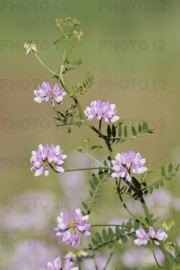 Colourful crown vetch (Securigera varia, Coronilla varia), flowering, North Rhine-Westphalia, Germany