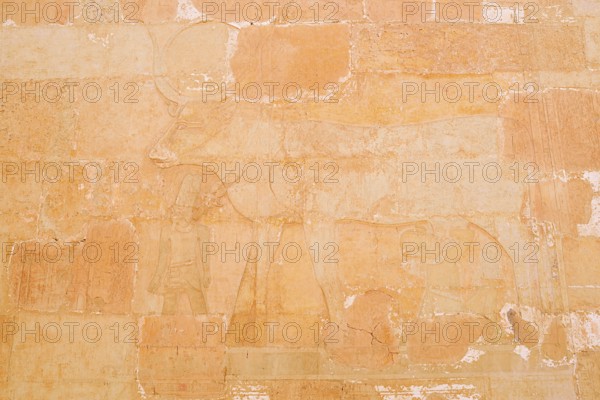 Relief of the Hathor Cow, Temple of Hatshepsut, Mortuary Temple of Hatshepsut, Deir el-Bahari, Thebes, Luxor, Egypt