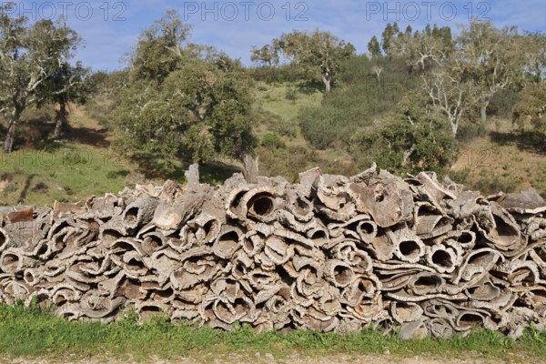 Stacked bark of the cork oak (Quercus suber), cork, Algarve, Portugal