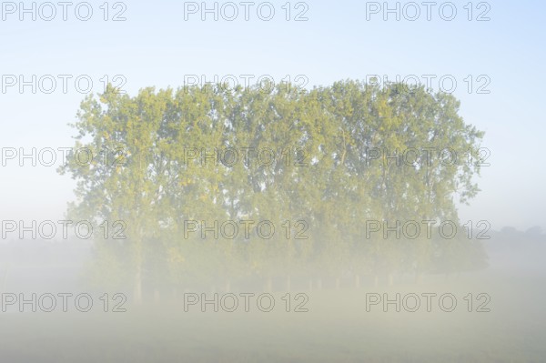 Bastard black poplars or Canada poplars (Populus x canadensis, Populus x euramericana) in the morning mist, autumn, North Rhine-Westphalia, Germany