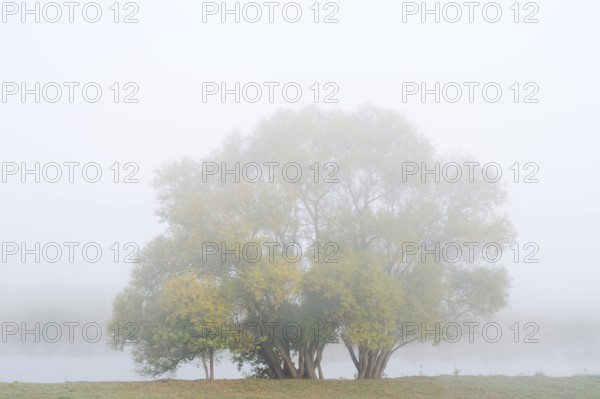 Silver willows (Salix alba) on the river Lippe in the morning mist, North Rhine-Westphalia, Germany