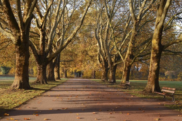 Path and common plane tree or Platanus × acerifolia (Platanus x hispanica, Platanus × acerifolia, Platanus × hybrida) in autumn, Platanenallee, Hamm, North Rhine-Westphalia, Germany