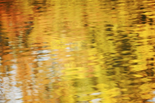 Autumn-coloured deciduous trees reflected on a water surface, North Rhine-Westphalia, Germany