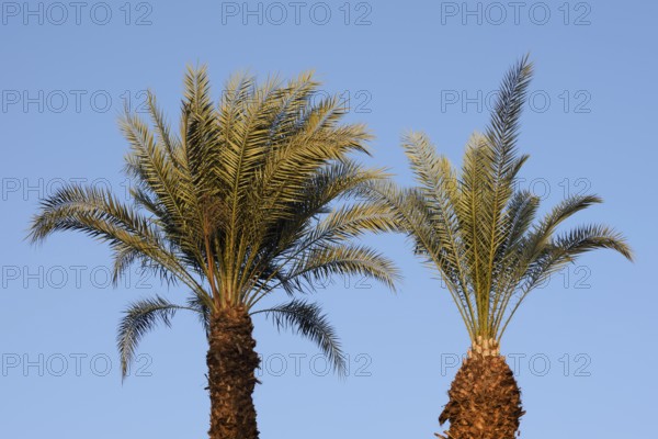 True date palm (Phoenix dactylifera), Egypt