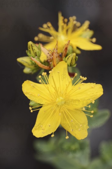 Common St John's wort or St John's wort (Hypericum perforatum), flower, North Rhine-Westphalia, Germany