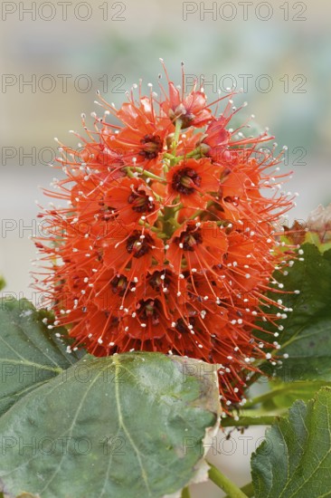 Natal honeybush (Greyia sutherlandii), inflorescence, South Africa