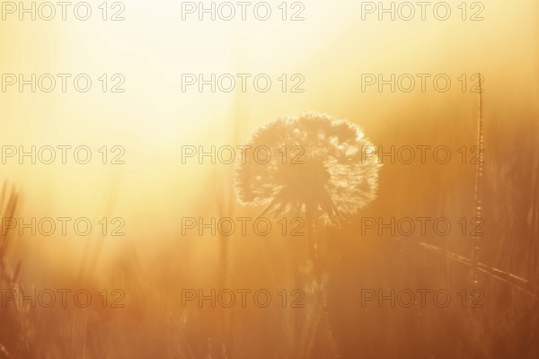 Common dandelion (Taraxacum officinale), fruit stand backlit at sunrise, North Rhine-Westphalia, Germany