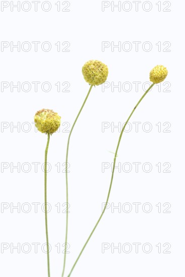 Gummy bear flower or pineapple flower (Helenium aromaticum), flowers against a white background, native to Chile