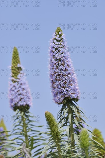 Echium webbii (Echium webbii), inflorescences, La Palma, Canary Islands, Spain