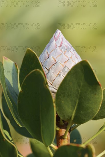 Silver tree or Burchell's sugarbush (Protea burchellii), flower bud, native to South Africa