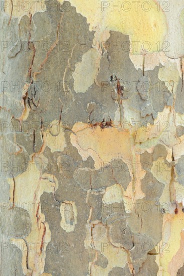 Platanus × acerifolia or common plane tree (Platanus ×hispanica, Platanus × acerifolia), tree bark, North Rhine-Westphalia, Germany