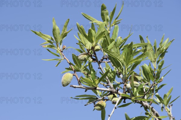 Almond tree (Prunus dulcis, Prunus amygdalus), branch with almonds, Algarve, Portugal