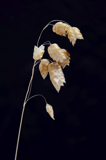 Big quaking grass (Briza maxima), spikelets against a black background, Portugal