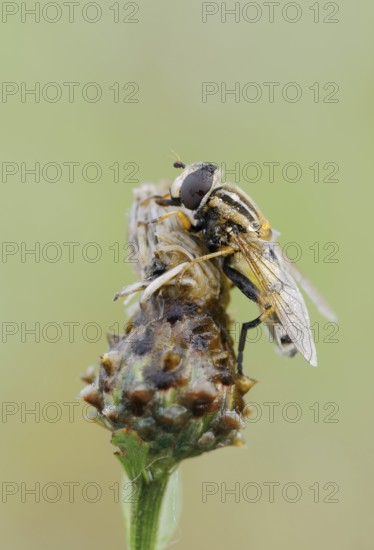 Large marsh hoverfly (Helophilus trivittatus), North Rhine-Westphalia, Germany