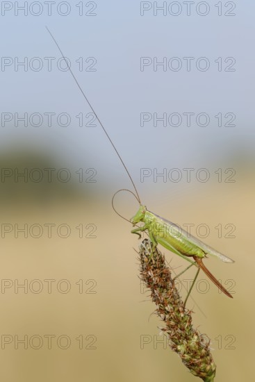 Long-winged conehead (Conocephalus fuscus), female, North Rhine-Westphalia, Germany