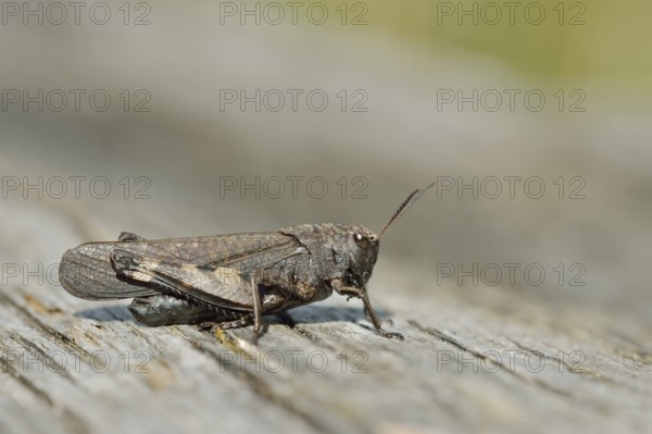 Red-winged Snoring Grasshopper (Psophus stridulus), male, Bavaria, Germany