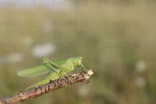 Great green bush cricket (Tettigonia viridissima), female, North Rhine-Westphalia, Germany