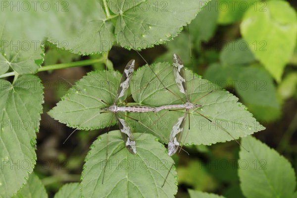Giant snake (Tipula maxima), pair copulating, North Rhine-Westphalia, Germany