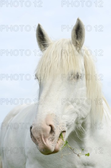 Domestic horse, Percheron (Equus caballus), portrait, Normandy, France