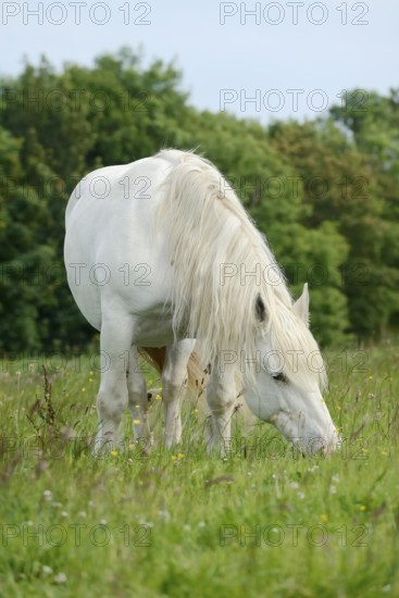 Domestic horse, Percheron (Equus caballus) in the pasture, Normandy, France