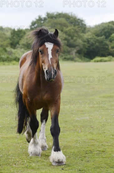 Domestic horse, Clydesdale (Equus caballus) on pasture, France
