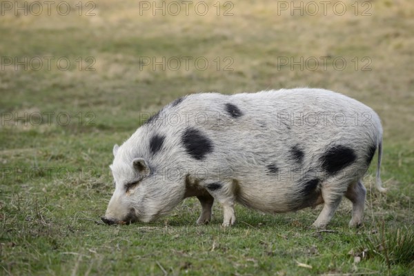 Göttingen minipig (Sus scrofa f. domestica) standing in a meadow, North Rhine-Westphalia, Germany
