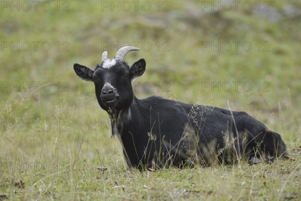 Domestic goat (Capra aegagrus hircus, Capra hircus), billy goat, North Rhine-Westphalia, Germany