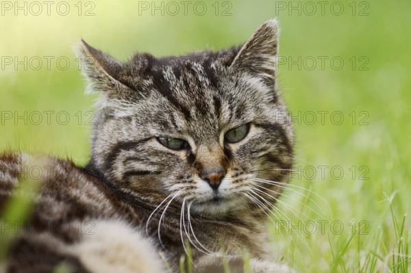 Domestic cat (Felis catus), portrait, Brittany, France