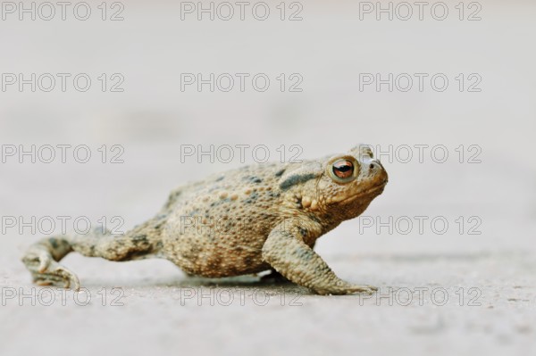 Common toad (Bufo bufo) crossing a road, North Rhine-Westphalia, Germany