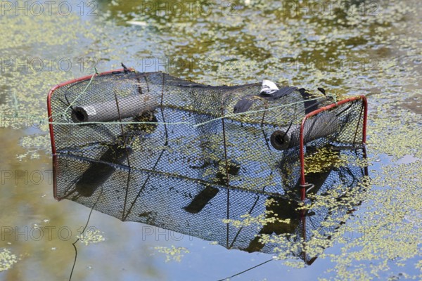 Newt trap for catching amphibians in a pond, North Rhine-Westphalia, Germany