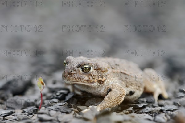 Natterjack toad (Epidalea calamita, Bufo calamita), North Rhine-Westphalia, Germany