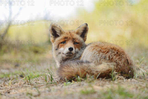 Red fox (Vulpes vulpes), North Rhine-Westphalia, Germany