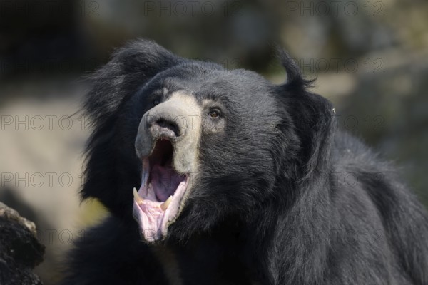 Sloth bear (Melursus ursinus), portrait, captive, native to India