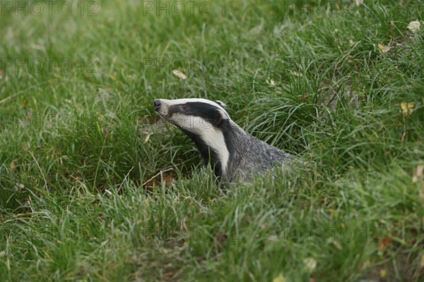 European badger (Meles meles) on a construction site, North Rhine-Westphalia, Germany