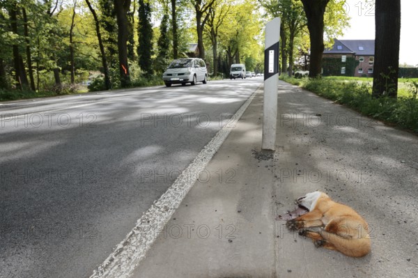 Dead red fox (Vulpes vulpes) lying on the roadside, North Rhine-Westphalia, Germany