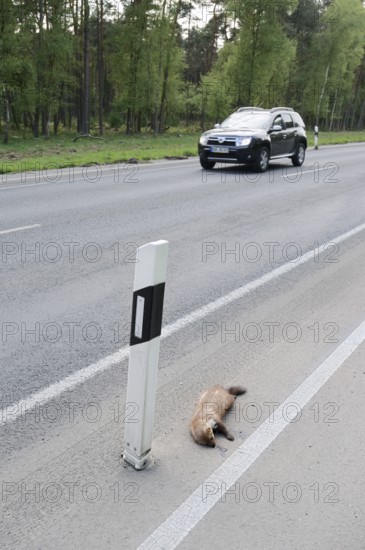 Dead stone marten (Martes foina) at the roadside, North Rhine-Westphalia, Germany