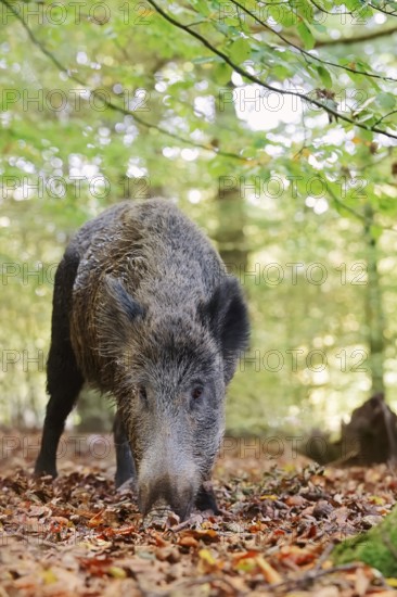 European wild boar (Sus scrofa scrofa), a female in the Arnsberg Forest, North Rhine-Westphalia, Germany