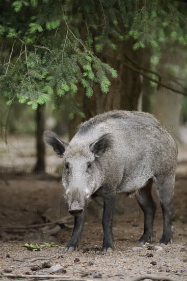 European wild boar (Sus scrofa scrofa), Gelderland, Netherlands