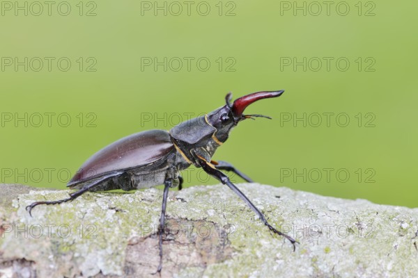 Stag beetle (Lucanus cervus), male, Normandy, France
