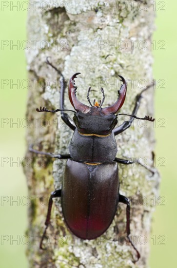 Stag beetle (Lucanus cervus), male, Normandy, France
