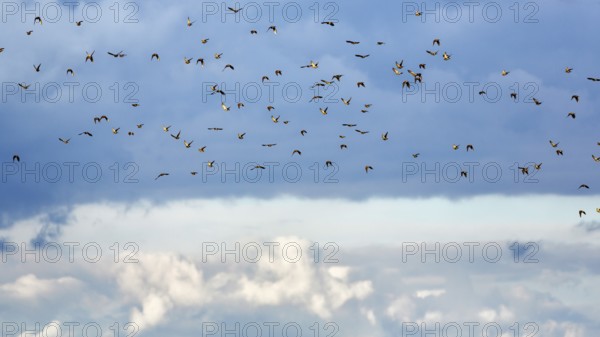 A flock of starlings (Sturnus vulgaris), bird migration in the evening sky, Diepholz, Lower Saxony, Germany