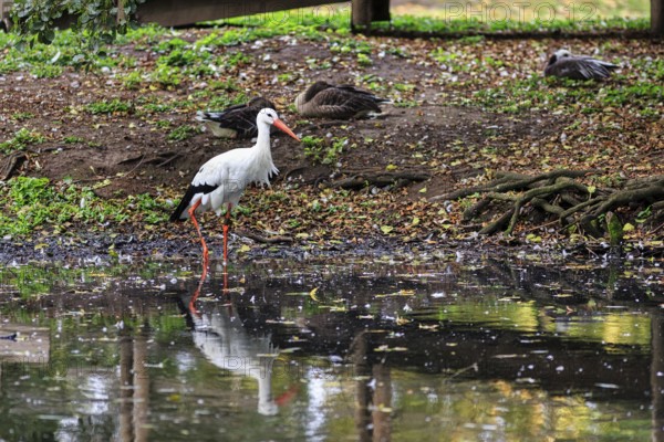 White stork (Ciconia ciconia) standing in a pond, foraging, Ströhen Zoo, Wagenfeld, Diepholz, Lower Saxony, Germany