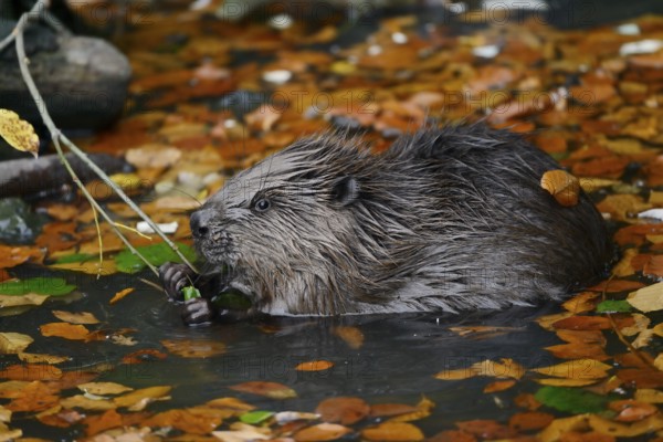 European beaver (Castor fiber), young animal feeding on a branch in the water, autumn, North Rhine-Westphalia, Germany