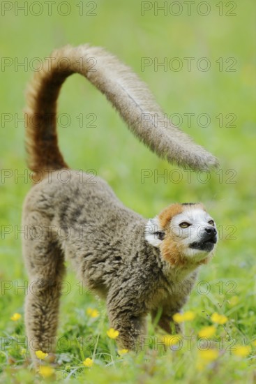 Crowned lemur (Eulemur coronatus), male, captive, found in Madagascar