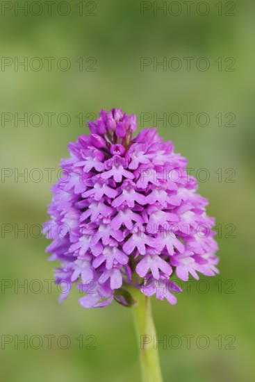 Pyramidal dogbane (Anacamptis pyramidalis), flowering, Normandy, France