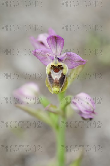 Wasp ragwort (Ophrys tenthredinifera), flower, Majorca, Balearic Islands, Spain