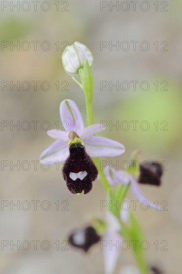 Balearic ragwort (Ophrys bertolonii subsp. balearica), flower, Majorca, Balearic Islands, Spain
