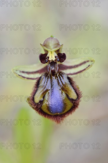 Mirror orchid (Ophrys speculum), flower, Majorca, Balearic Islands, Spain