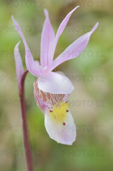 Norne (Calypso bulbosa var. americana), flower, Banff National Park, Alberta, Canada