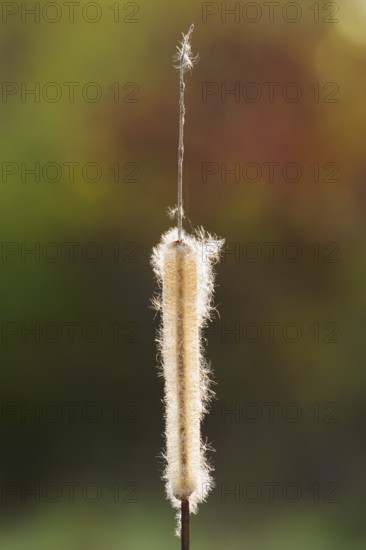 Broad-leaved bulrush (Typha latifolia), fruit stand, North Rhine-Westphalia, Germany